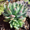 Echeveria Blue Aple - Image 2