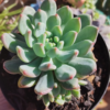 Echeveria Blue Aple