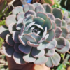 Echeveria Blue Heron