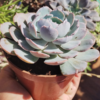 Echeveria Blue Heron - Image 2